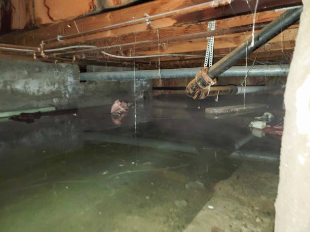 Best Flood damage cleanup  in Manhattan, MT